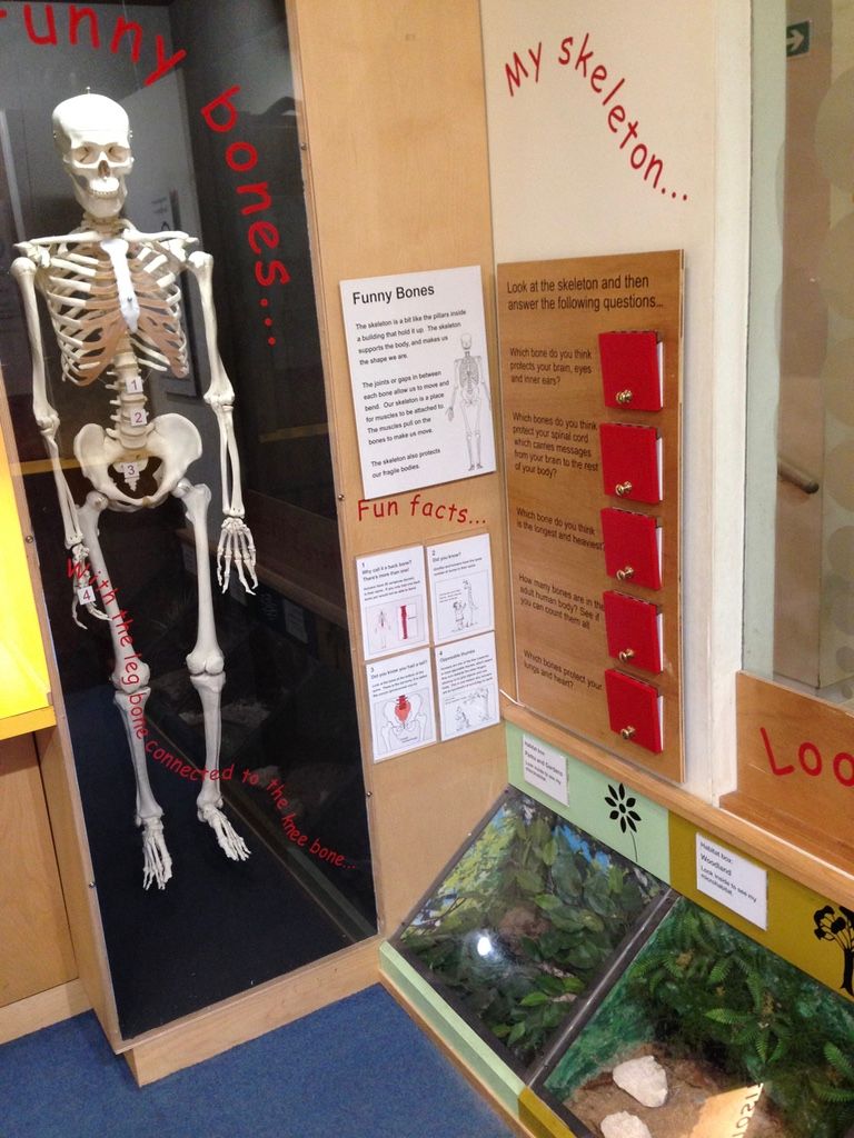 Discover the human body and how the skeleton works