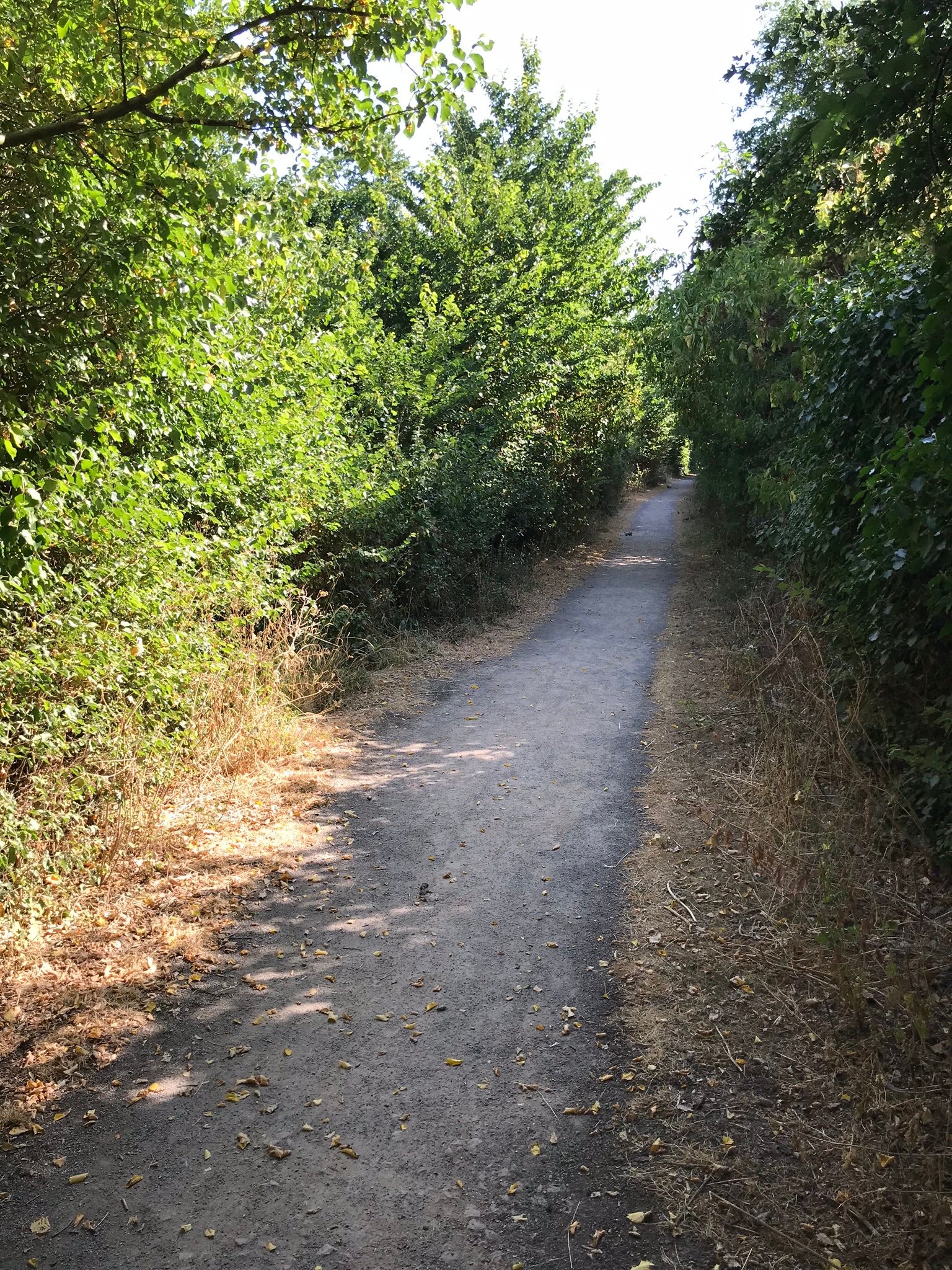 tree and shrub lined paths that run the length og Baty's Marsh