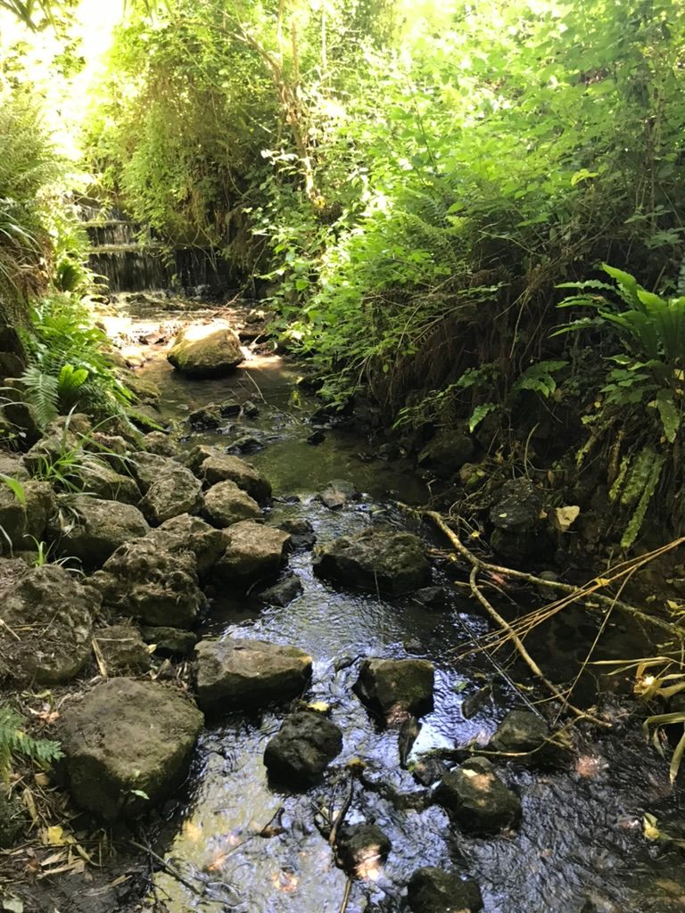The dappled shade and cool stream at Brockhill Country Park