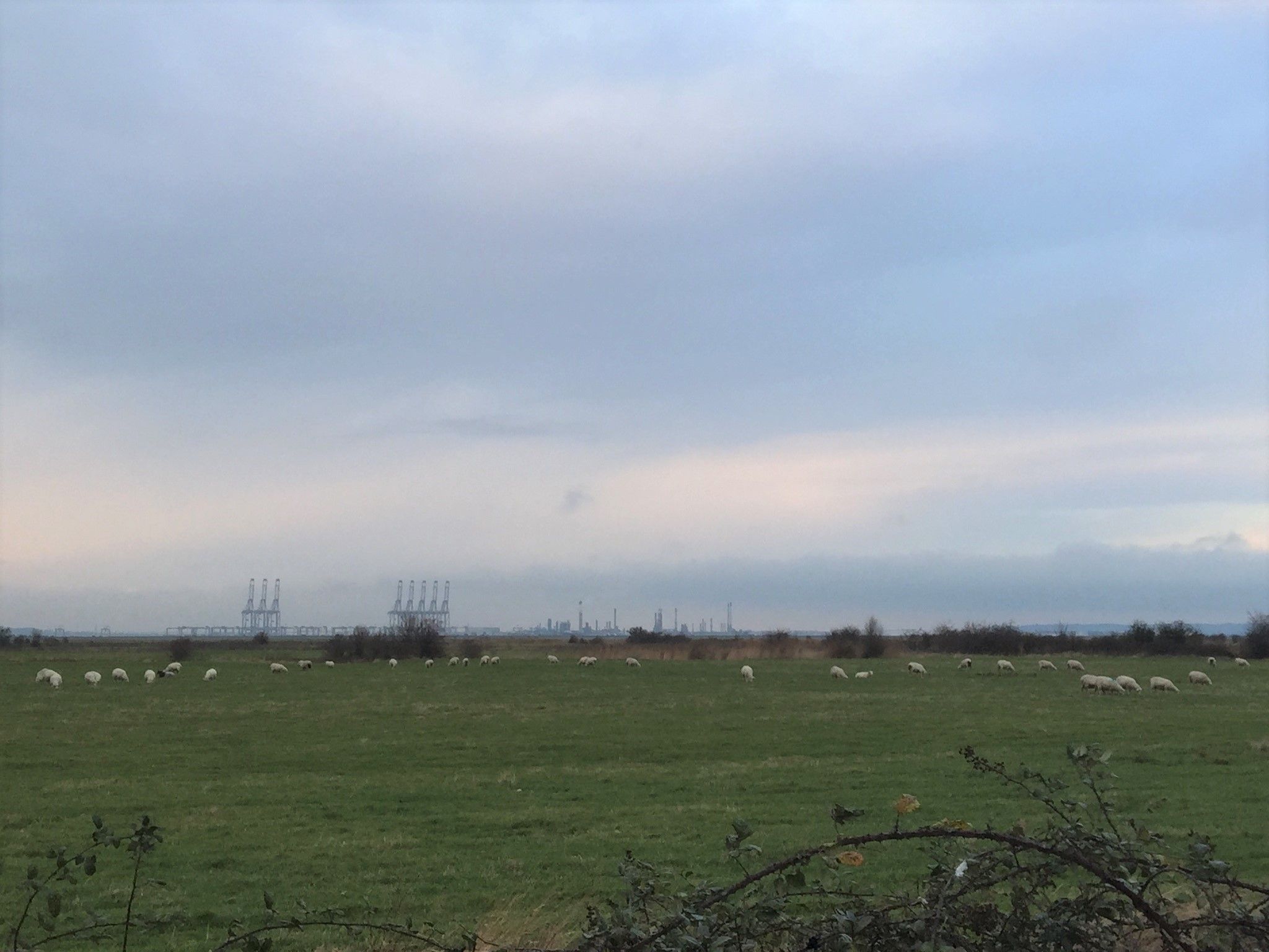 View across one of the farmers fields at Cliffe Marshes