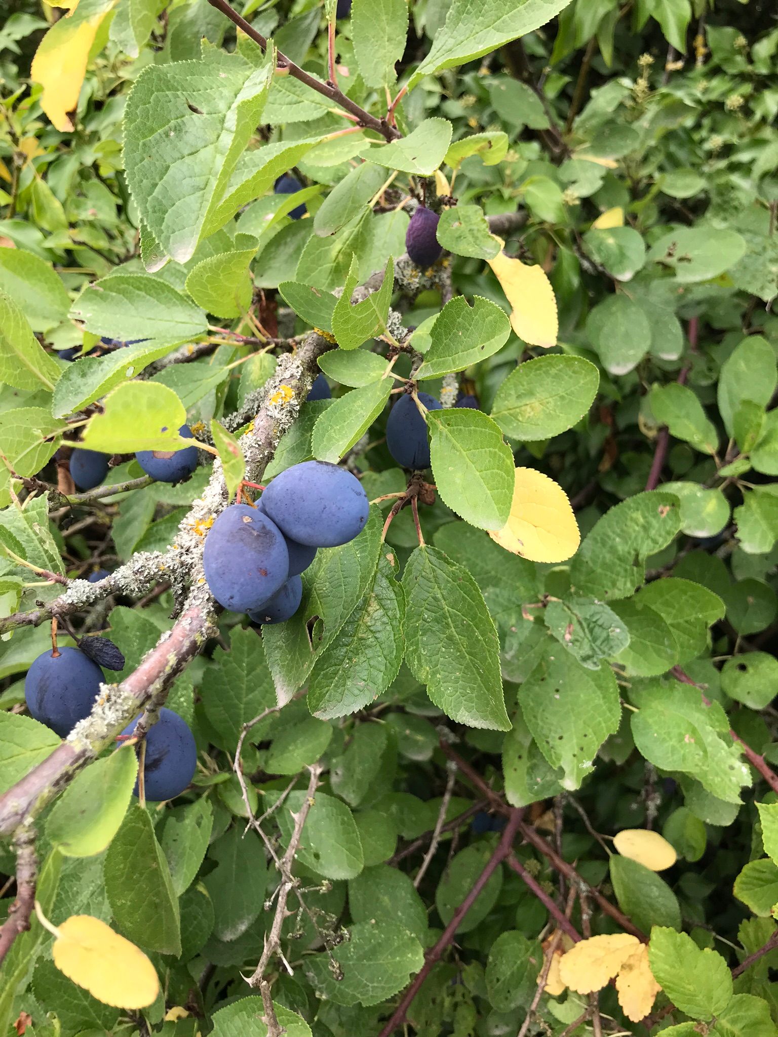 Beautiful ripe damsons ready to be picked in Cliffe Marshes