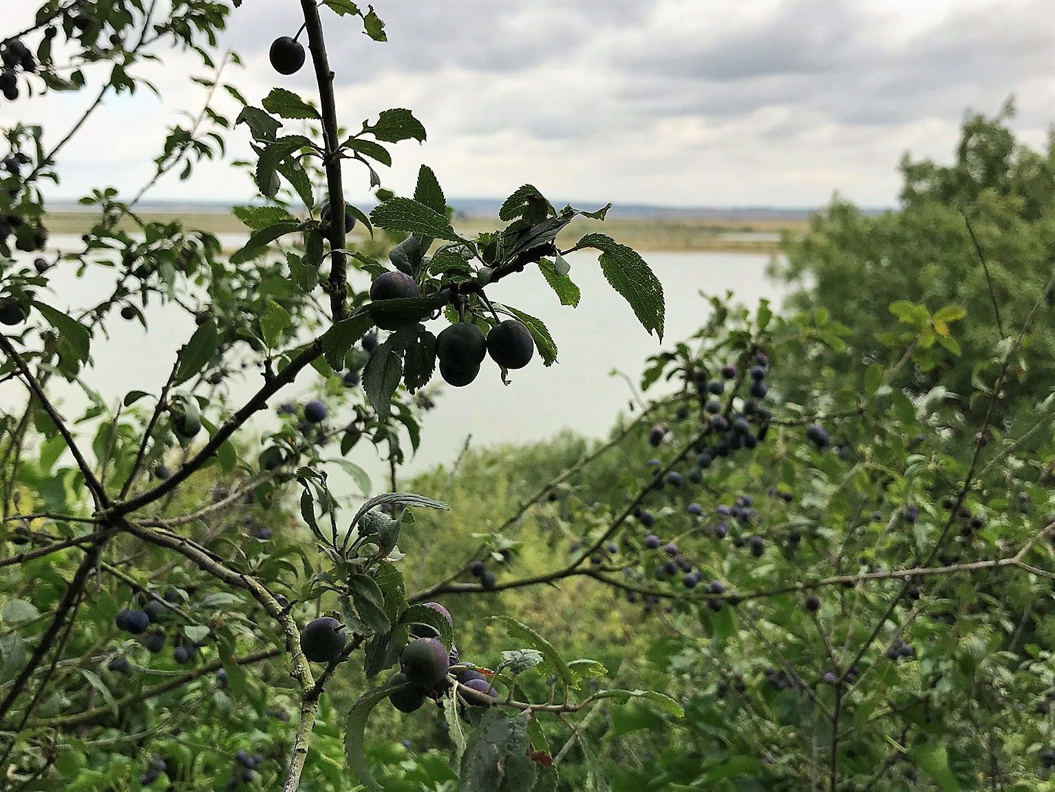 View of the pools at cliffe marshes through a damson tree.