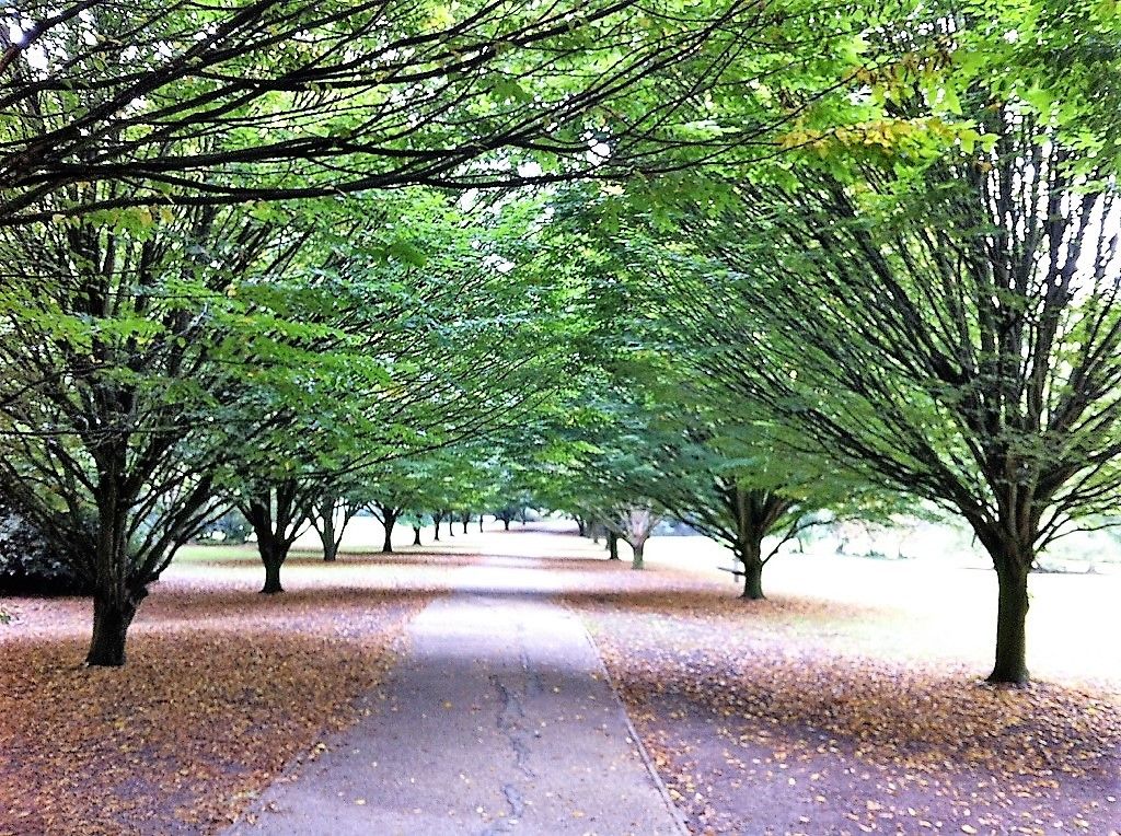 The tree lined walkway found in Cobtree Manor Park as you walk away from the main play area.