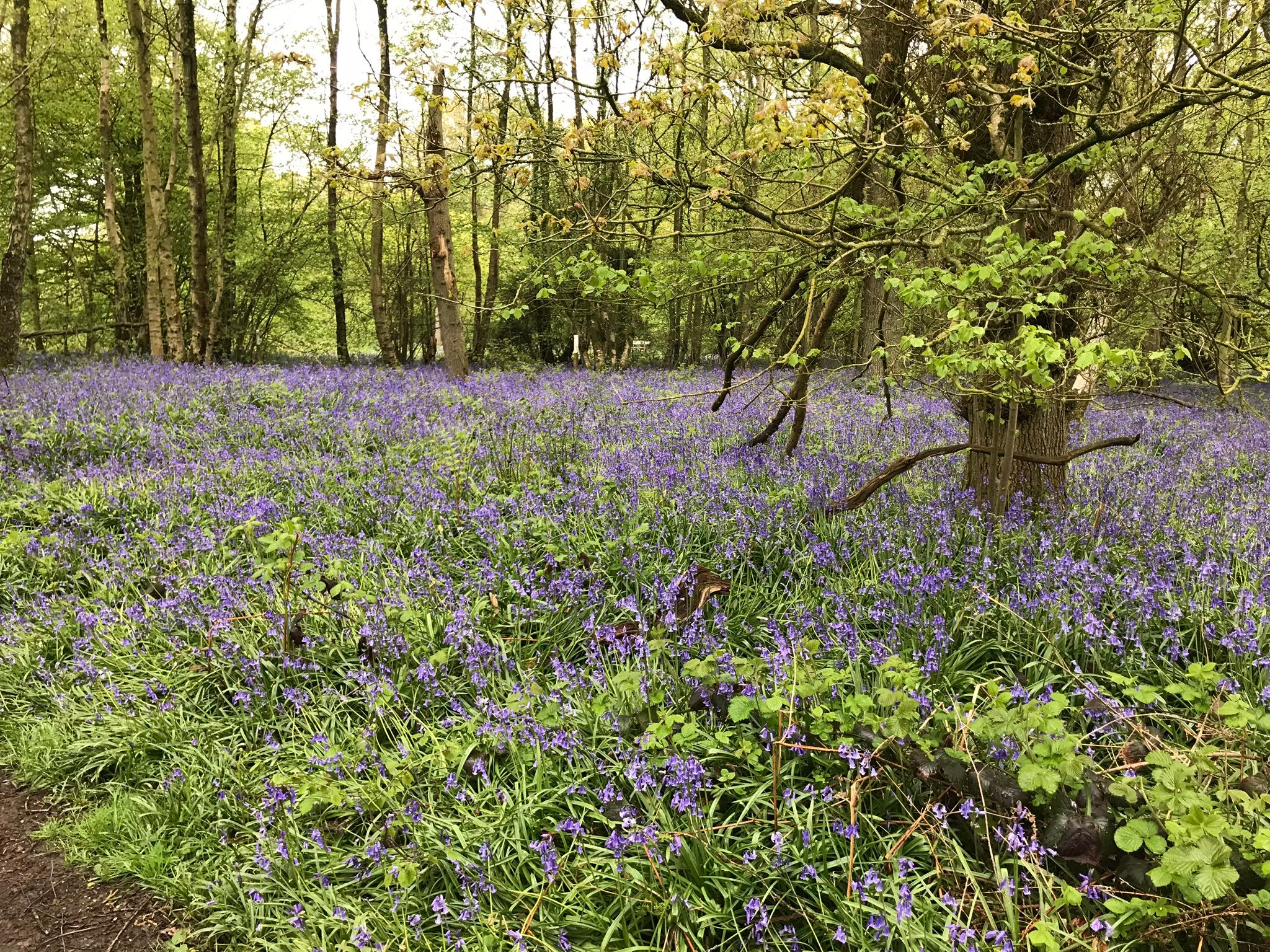 Beautiful bluebells in the woodland