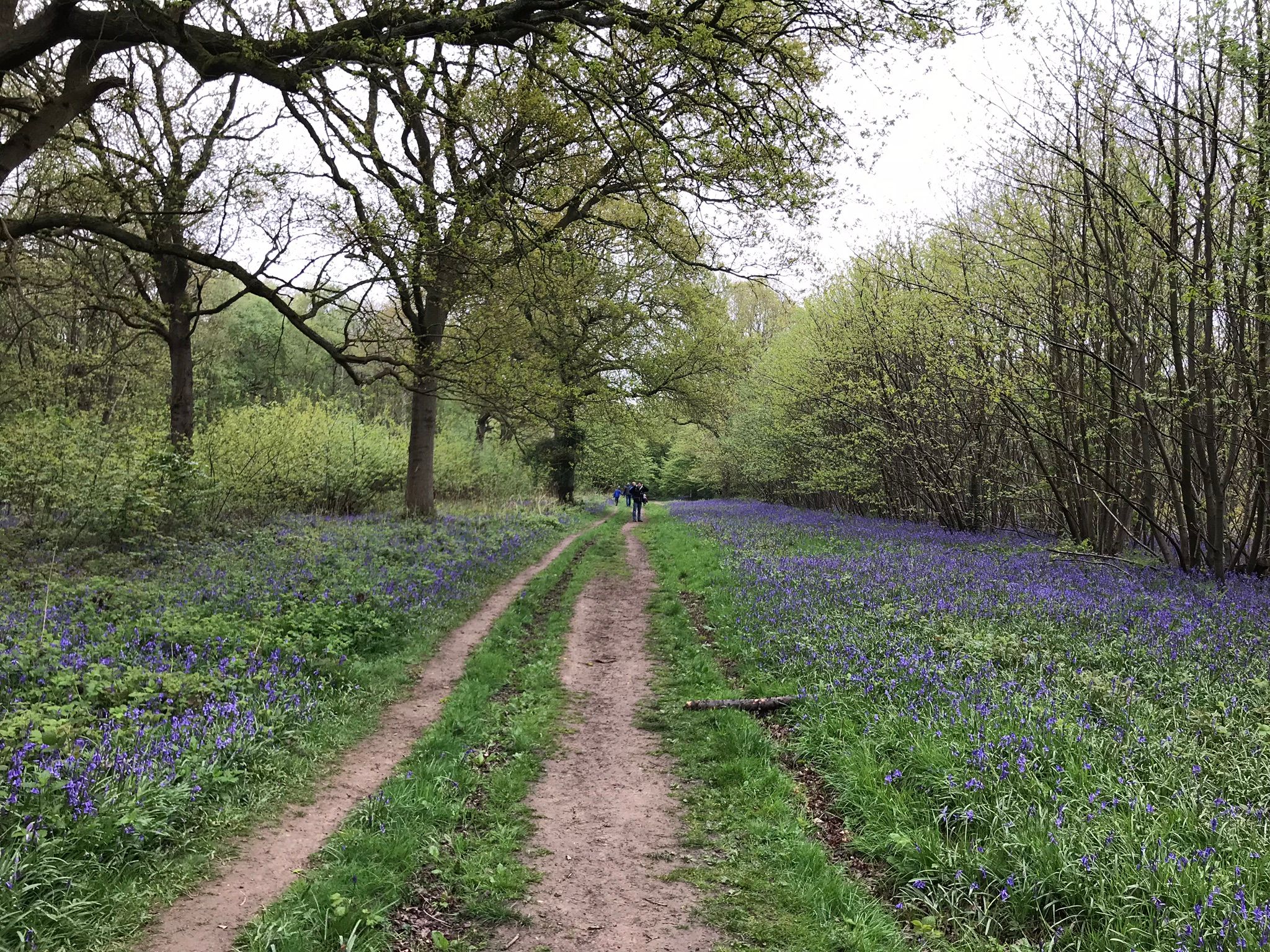 Bluebell woodland and paths