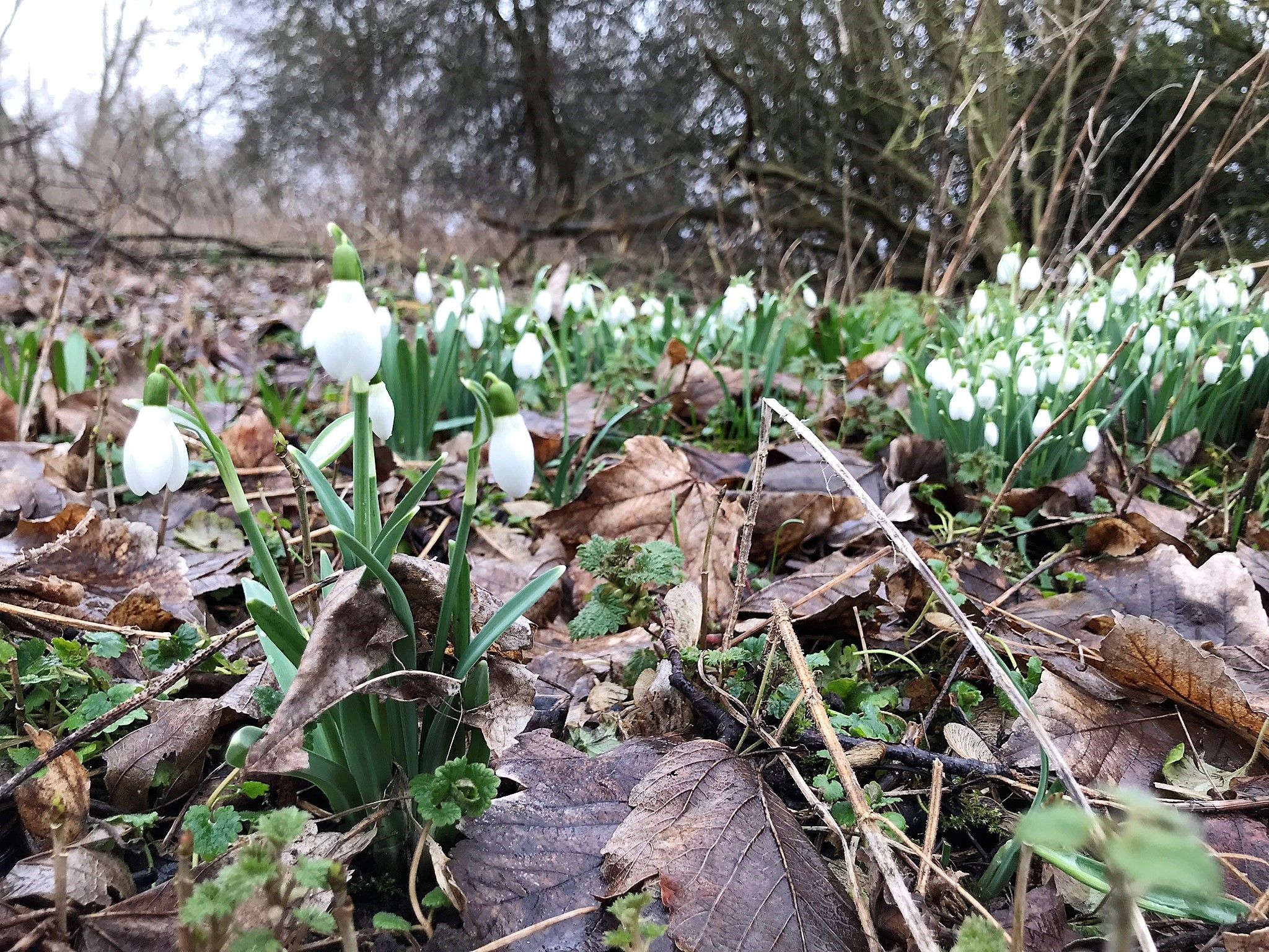 A lucky find! Snowdrops!