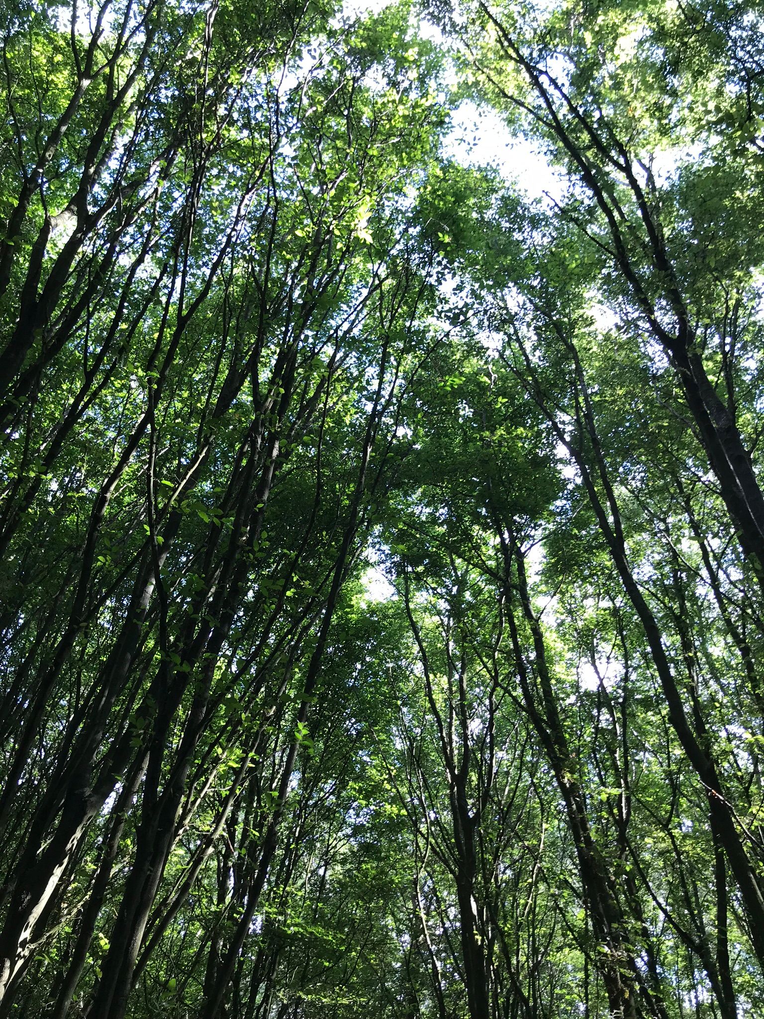 Looking up in to the tall trees in the woodland behind lordswood play area