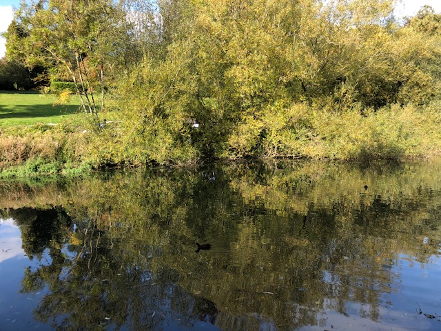 Part of the beautiful wildlife lake at Manor Park Country Park