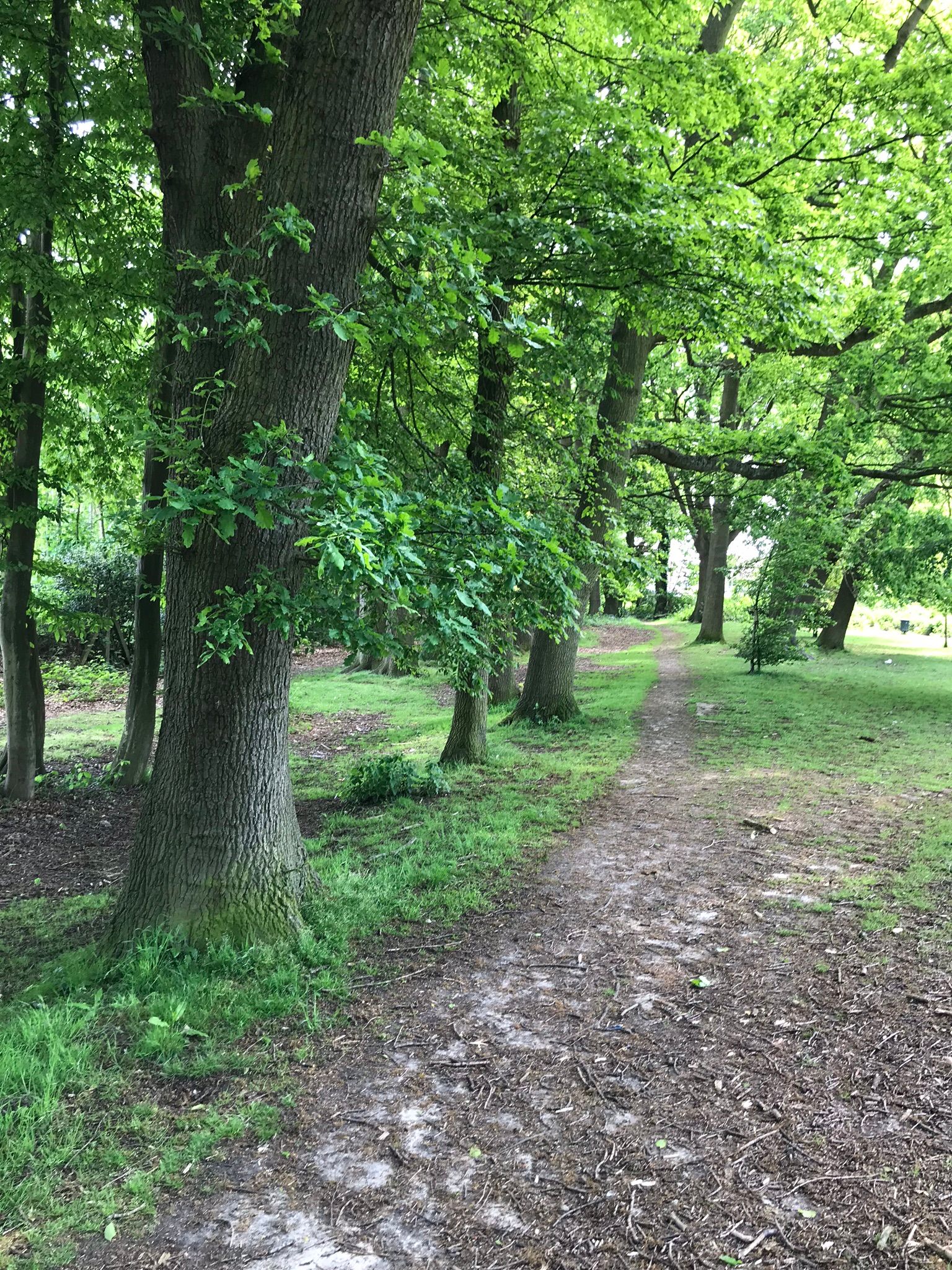 Leafy walkways around the park