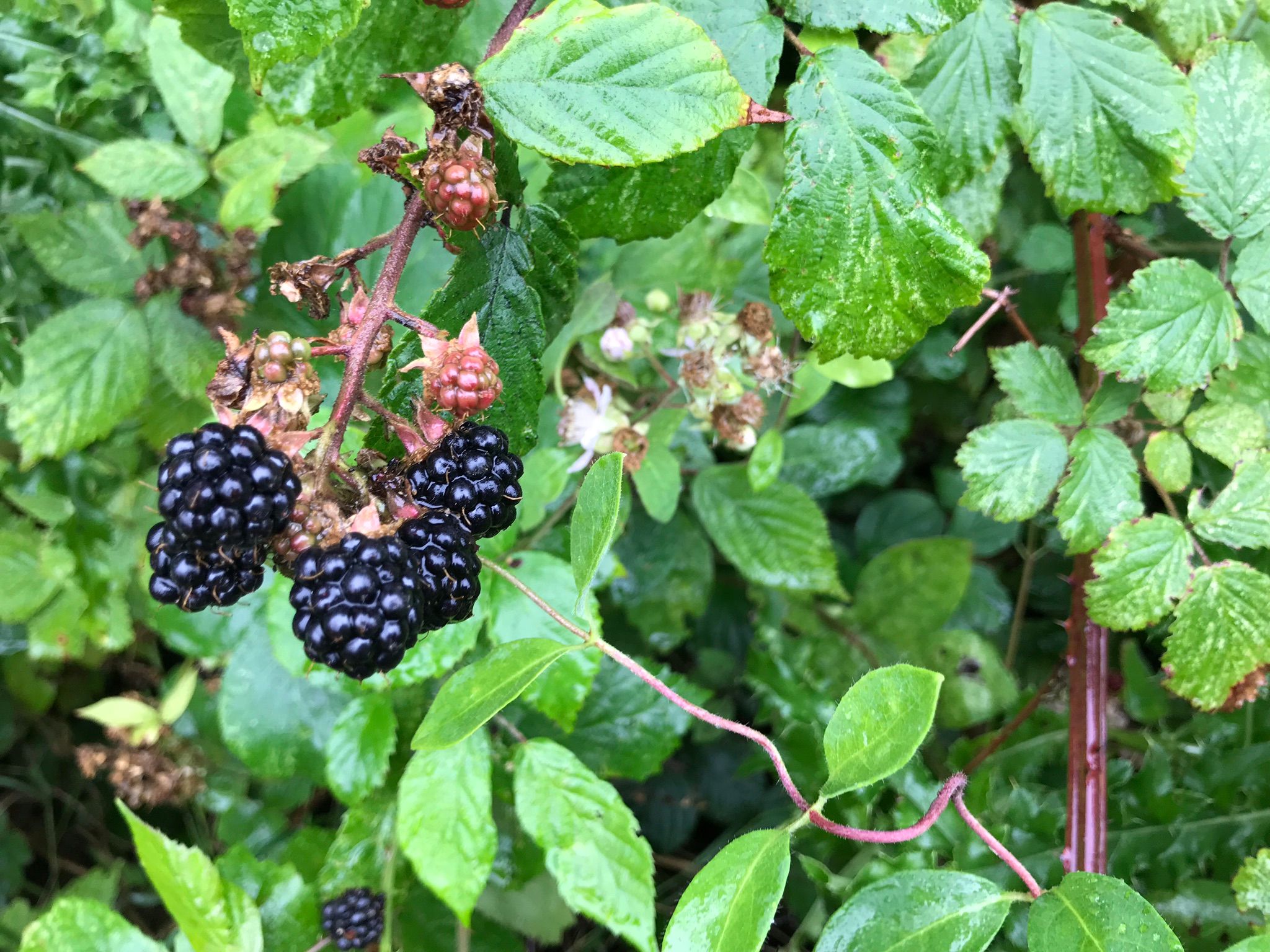 Beautiful Blackberries ready in the late summer in Ranscombe Farm Nature Reserve