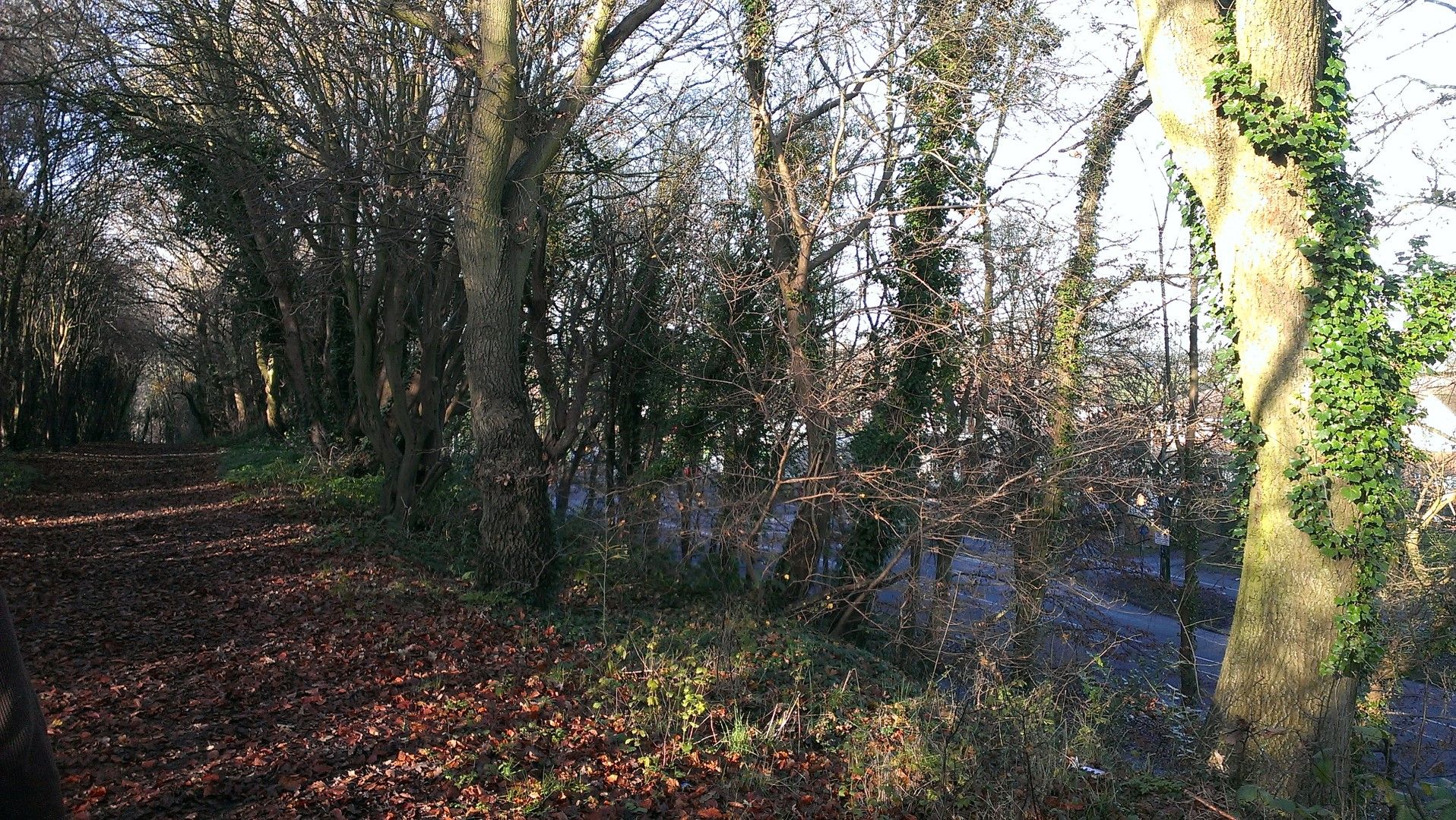 Wooded area found at Rede common