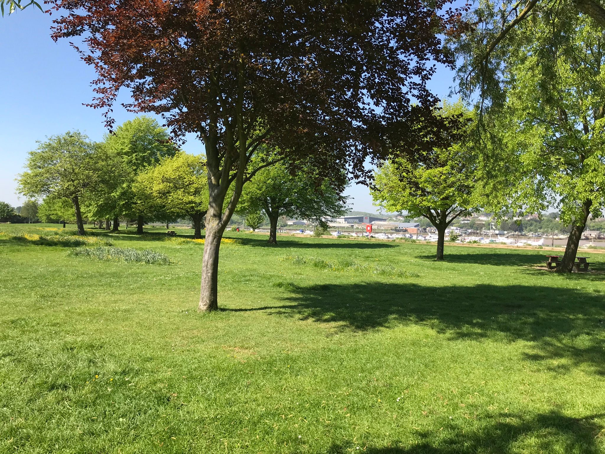 Grassy park with shady trees along the River Medway