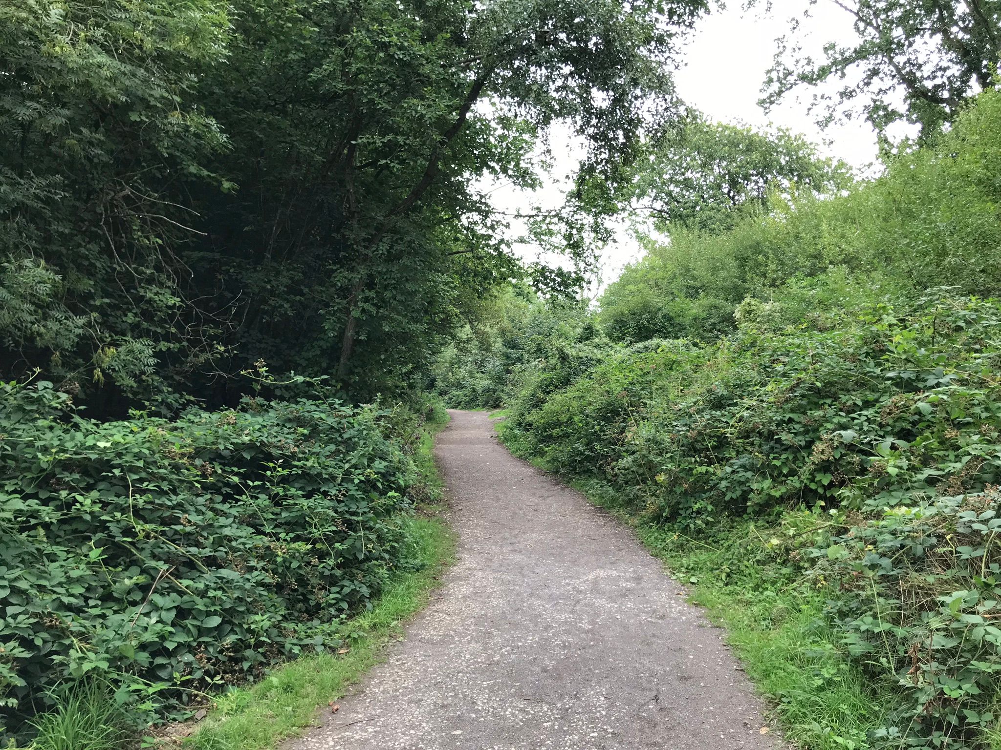 The wide gravel paths that allow easy access on the Woodland Walk at Trosley Country Park