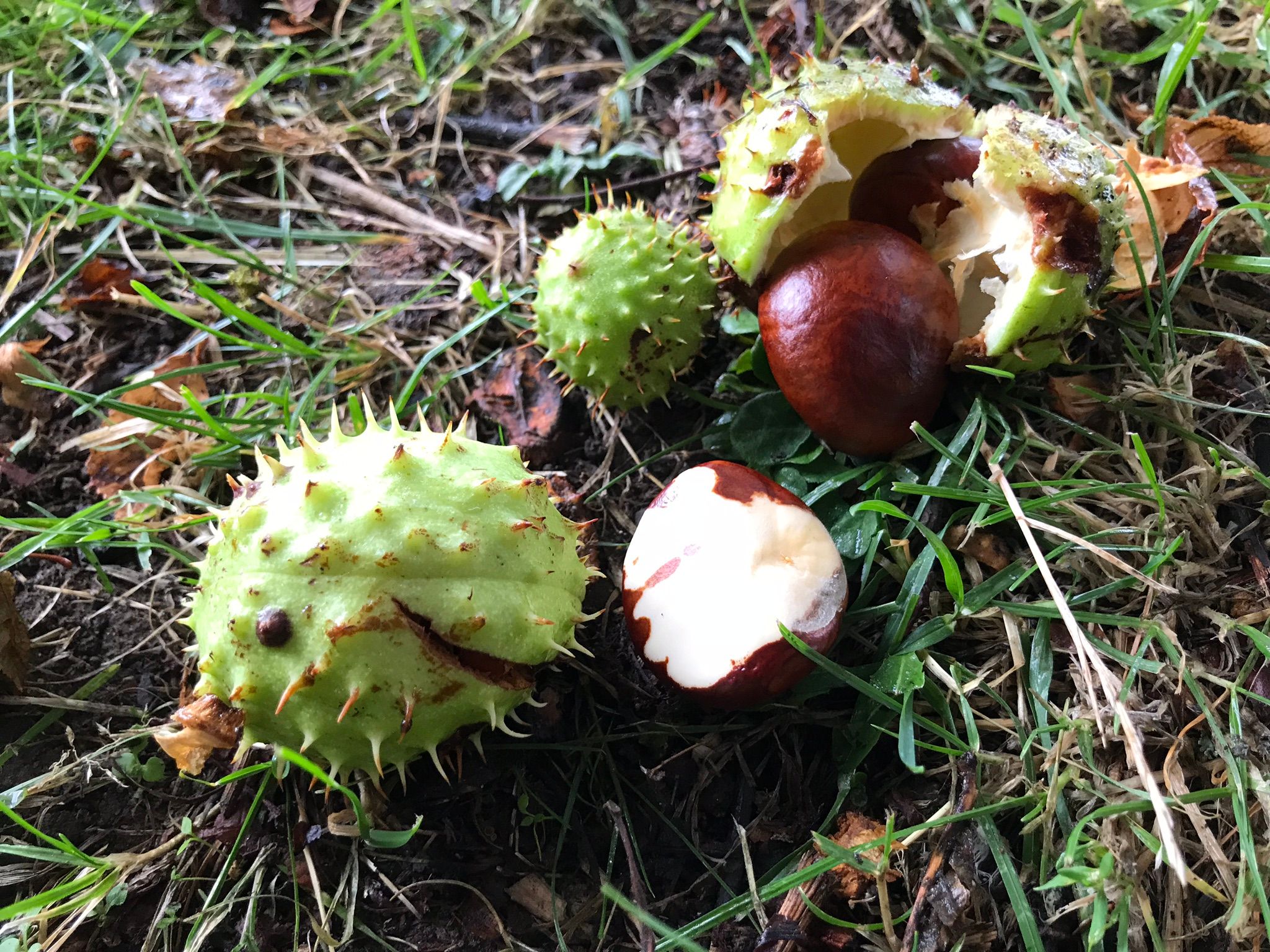 beautiful conkers found in Victoria Park, Rochester