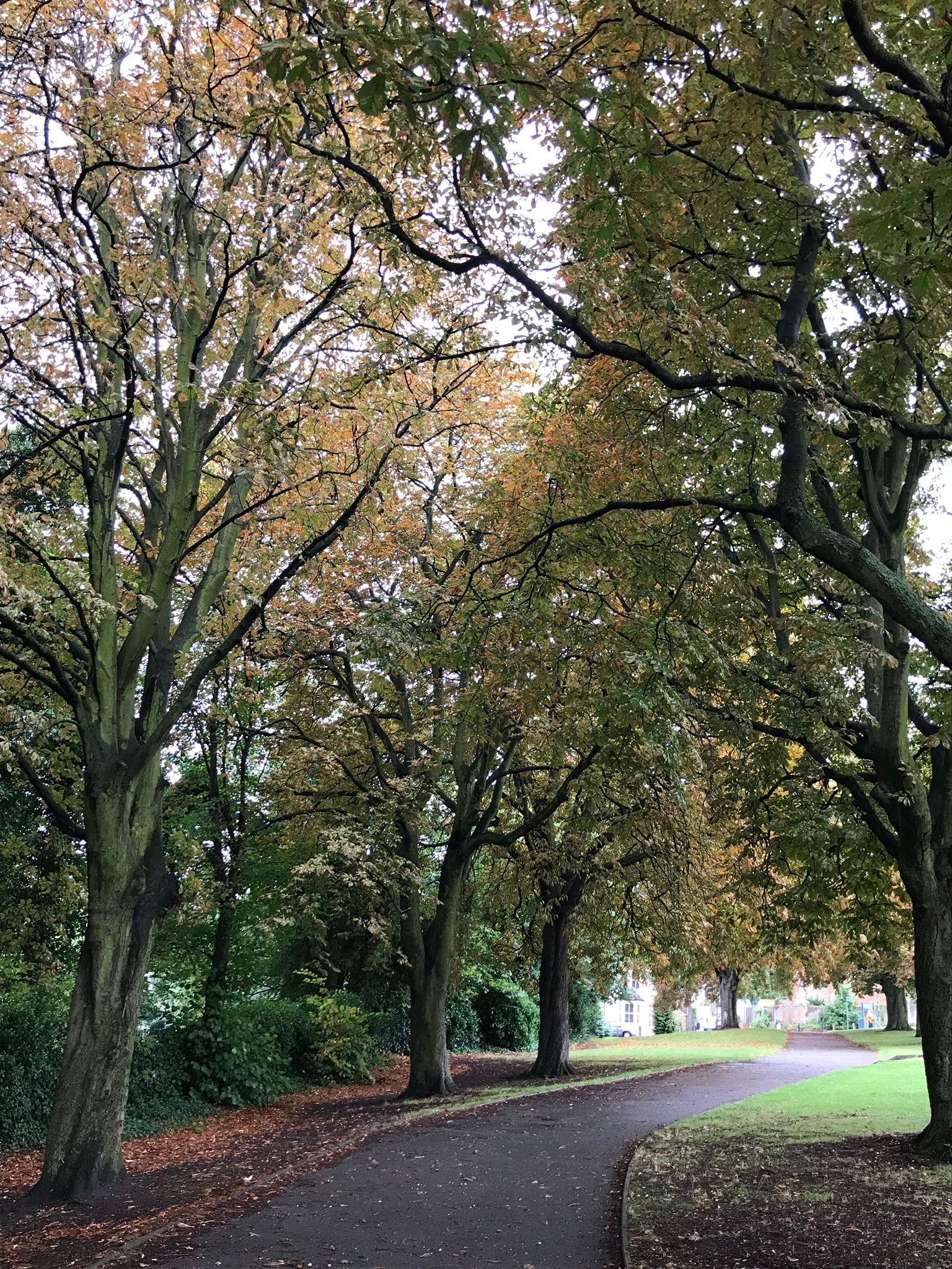 Horsechestnut trees lining the footpath to the play area